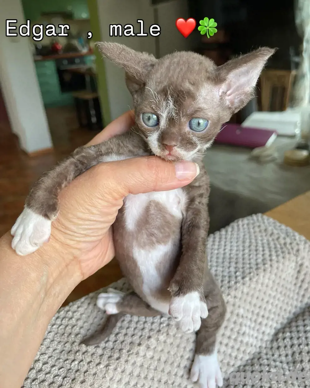 devon rex kater , Stammbaum von FIFE devon rex kater , Stammbaum von FIFE