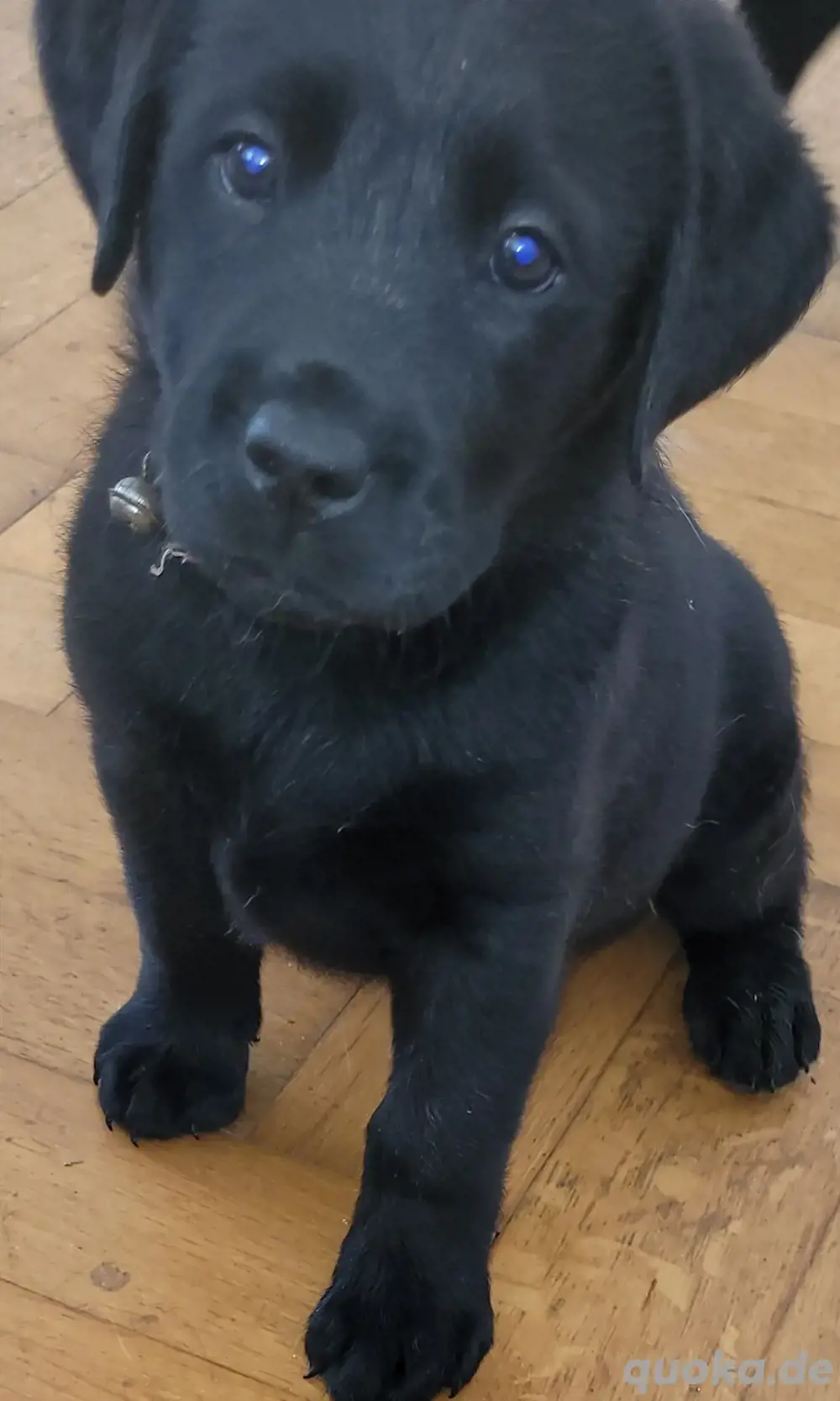 3 Labrador Welpen Showlinie 