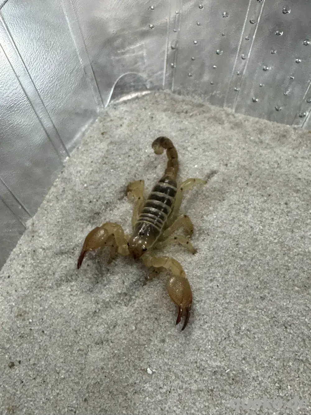 Wüstenglanzskorpion