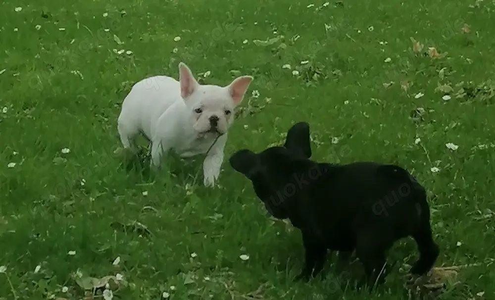 Französische bulldogge Hündin 9 Wochen Französische bulldogge Hündin 9 Wochen