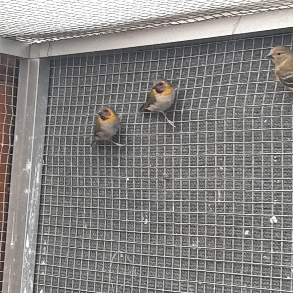 Biete zwei kleine Kubafinken Hennen von 6 Monaten an