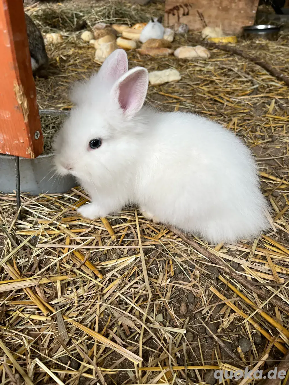 Löwenkopf Zwergkaninchen Löwenkopf Zwergkaninchen