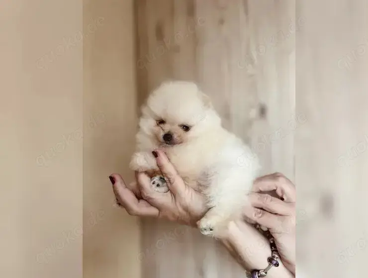  Reinrassiege Zwergspitz Pomeranian Welpen !!