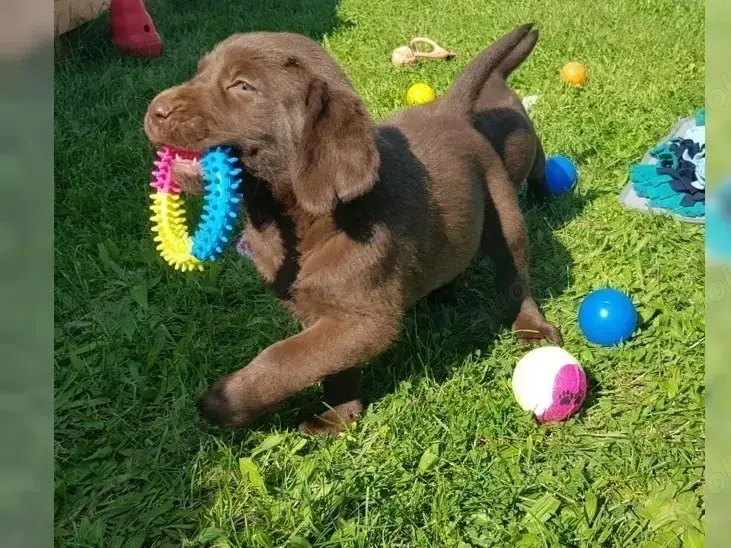 Wunderschöneee Labrador Retriever welpen!! 
