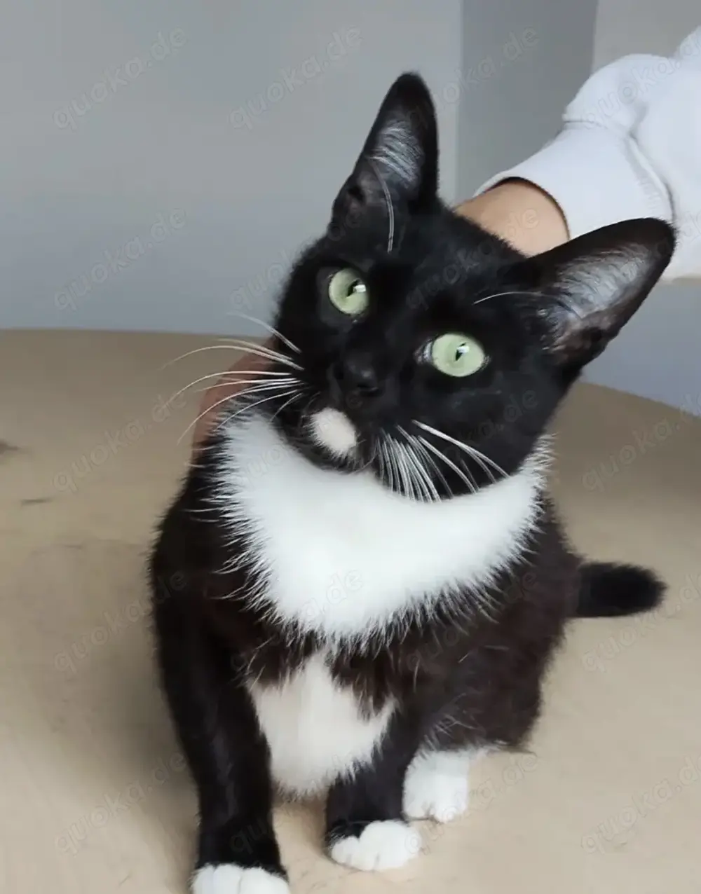 CALCETA- sozial, selbstbewusst, verspielt