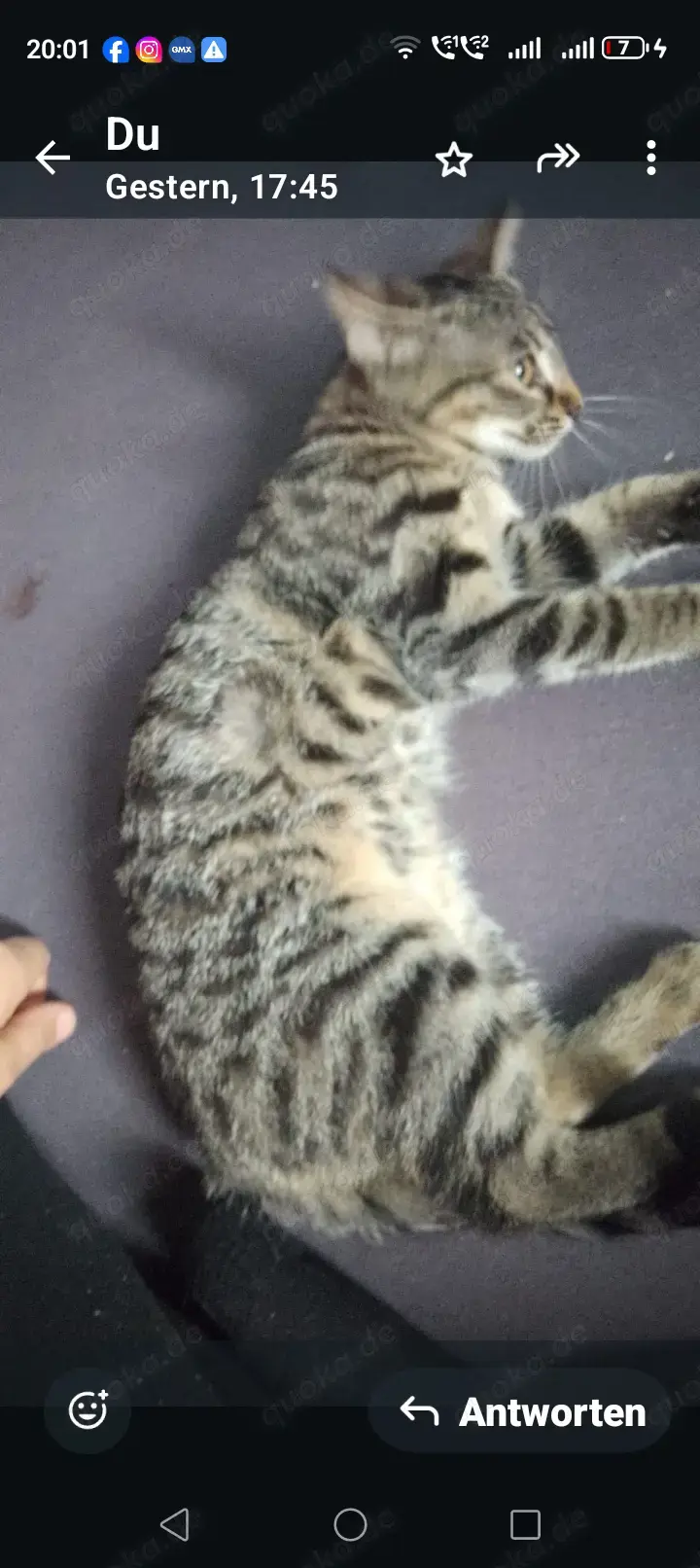 Katzen baby Katzen baby