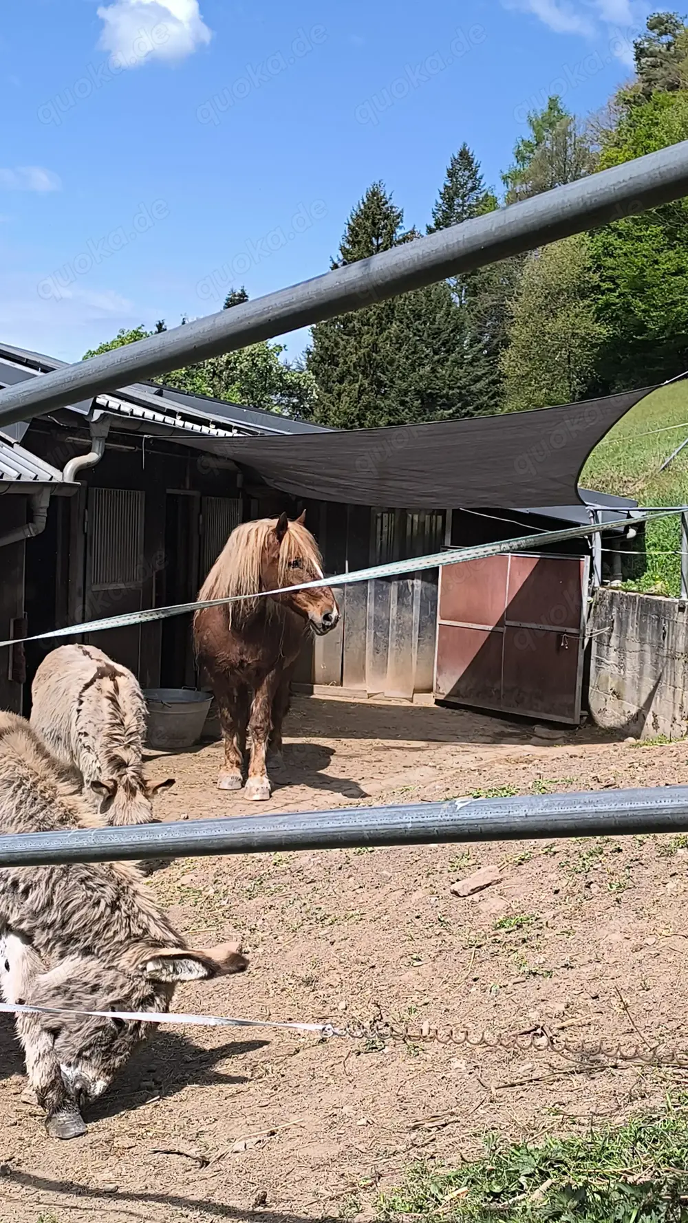 Offenstallplatz in Herdenhaltung ab sofort frei