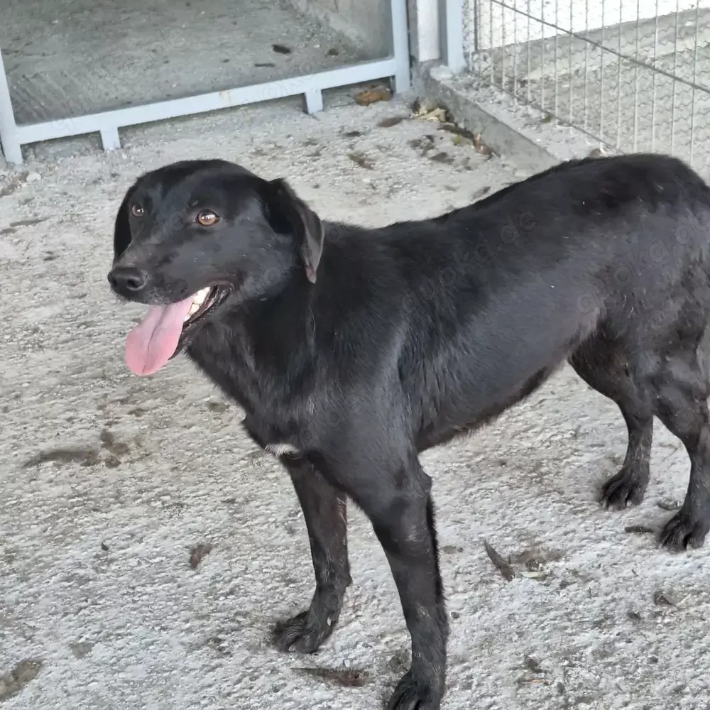 Junge Hündin Ziva sucht ihr Zuhause