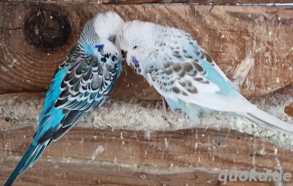 Schau Wellensittich 