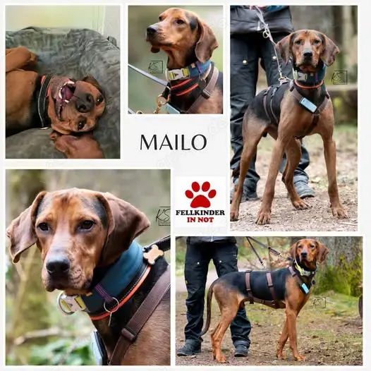 Noah   Mailo Bracke Mischling Rüde sucht Zuhause für immer