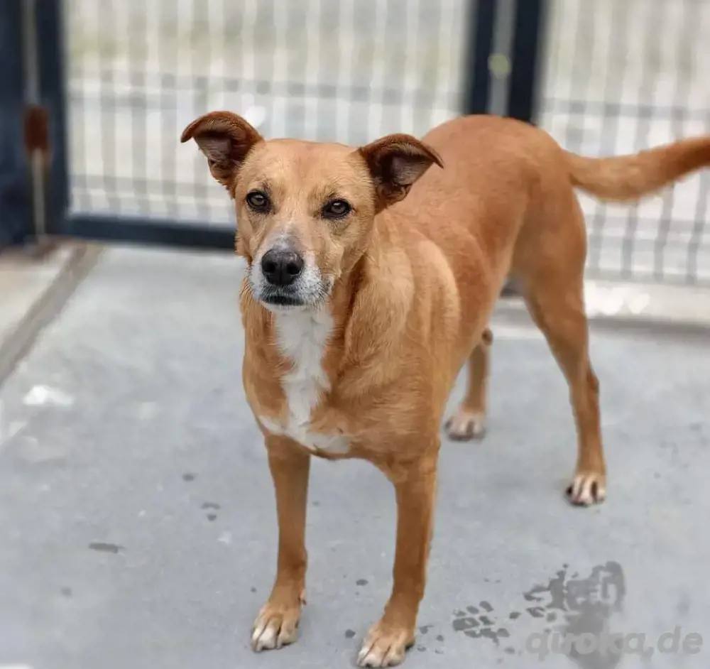 Hundedame LUFFY    sucht ein gemütliches Plätzchen