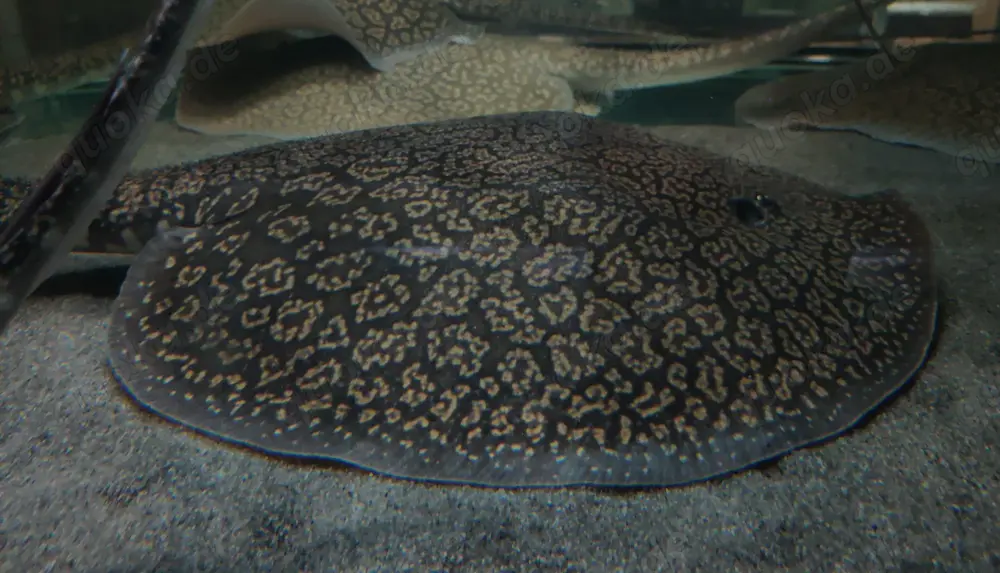 Plesiotrygon nana - Antennenschwanz Rochen - Potamotrygon