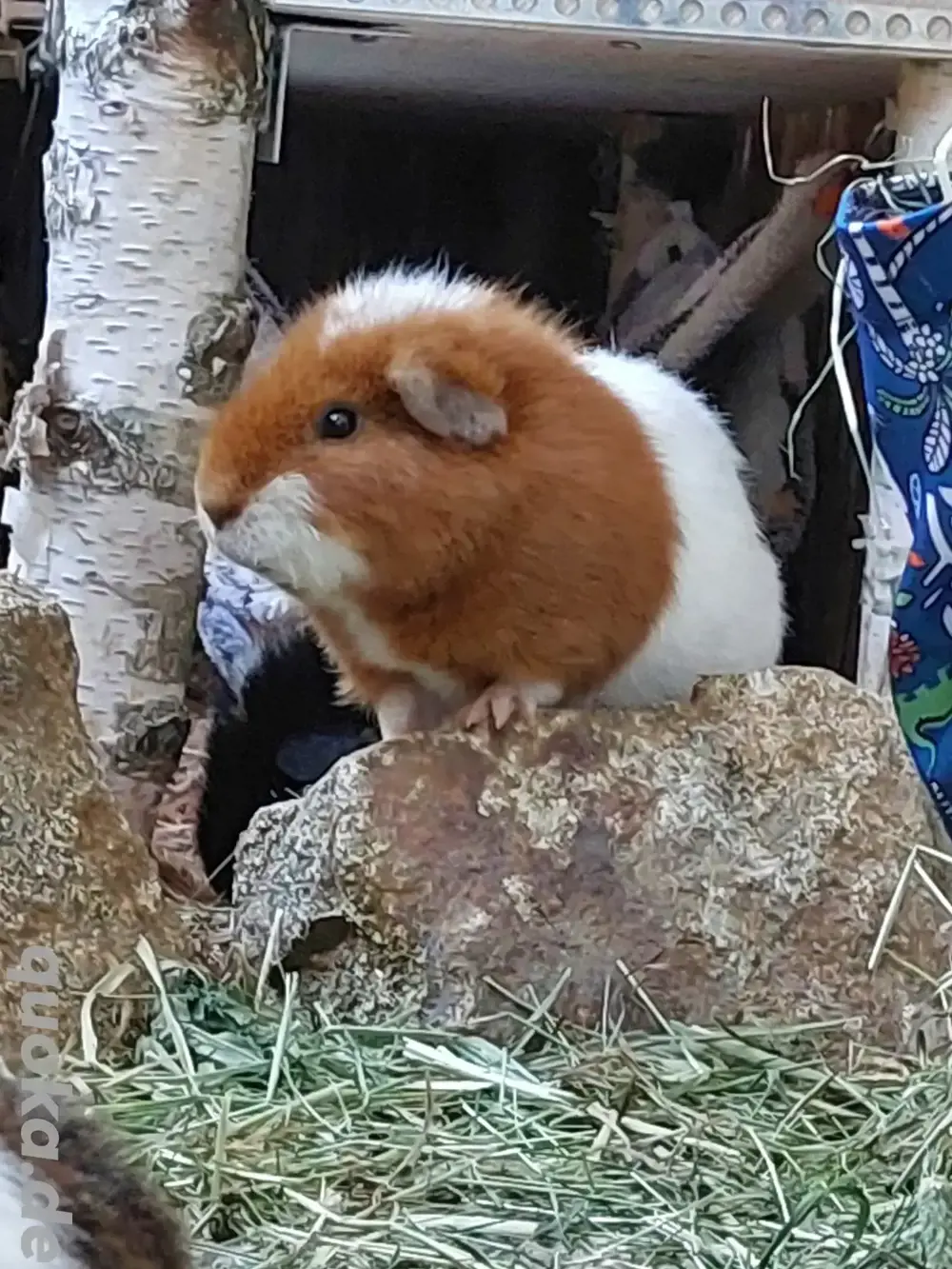 US Teddy Meerschweinchen Kastrat Bock + Weibchen