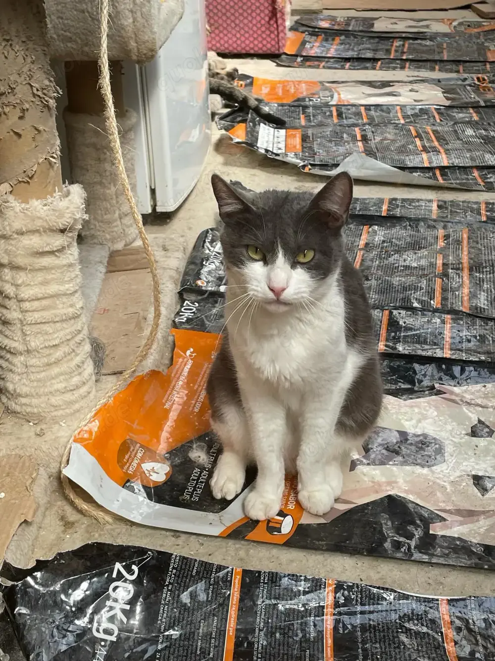 Katzendame Lilo sucht geduldiges Zuhause mit Freigang