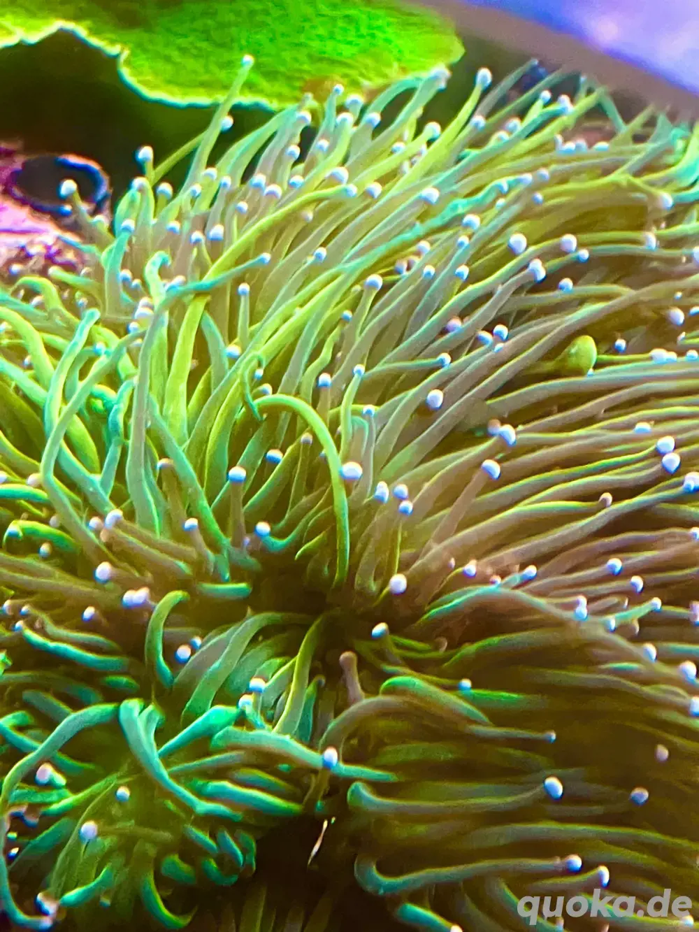 euphyllia tamer torch meerwasser ableger 