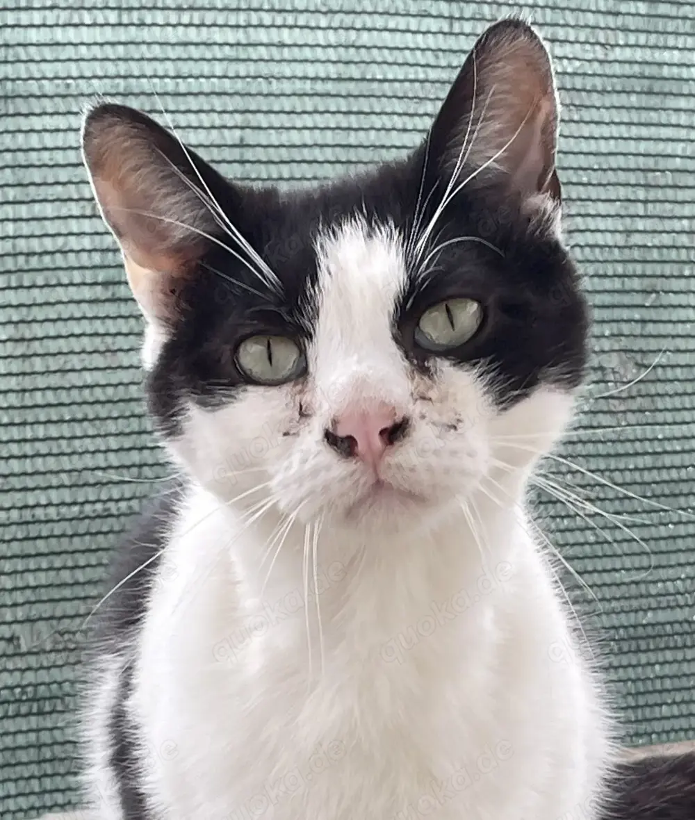 Freddy, ein wenig schüchtern, sucht geduldiges Zuhause mit Freigang