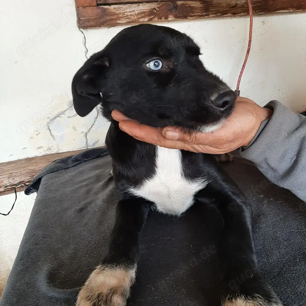 Hier kommt Luna mit ihren tollen Augen