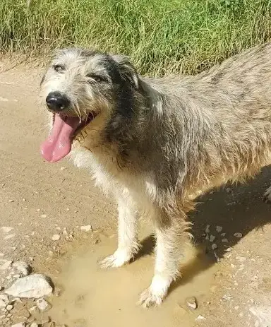 LARA - so ein süßes Hundemädchen (wartet in Rumänien)