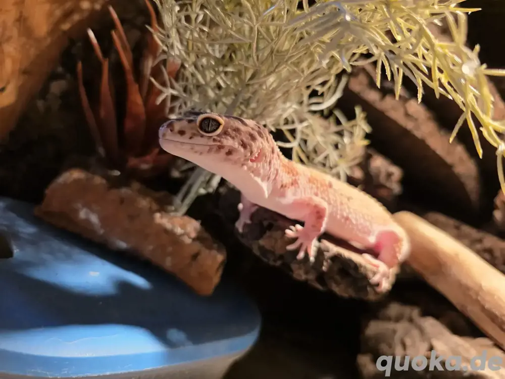 Leopardgecko männchen Pet only