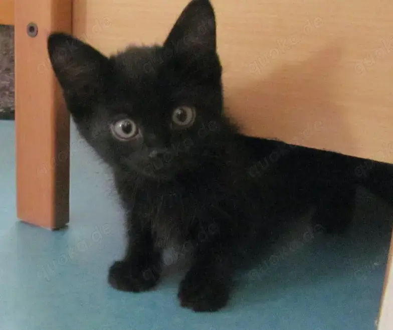 Katzen-Kinder zu verkaufen   Kitten zu verkaufen   Heilig Birma-Mix