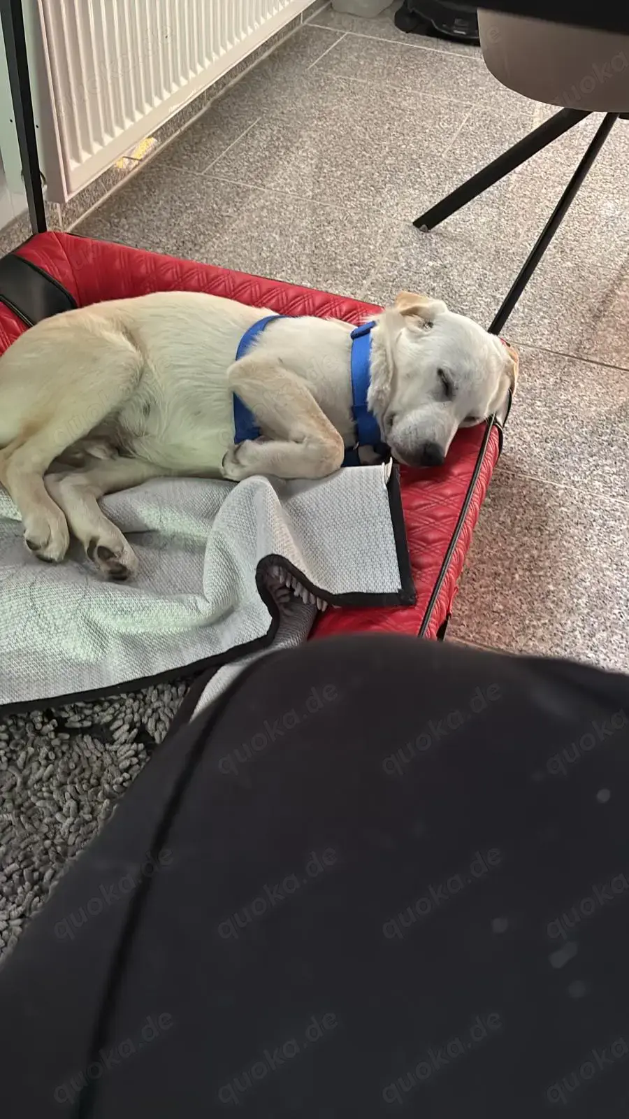 Labrador Mix Labrador Mix