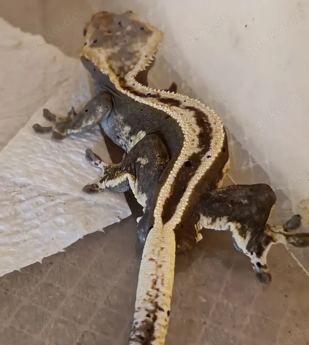 Kronengecko  100% het Axanthic