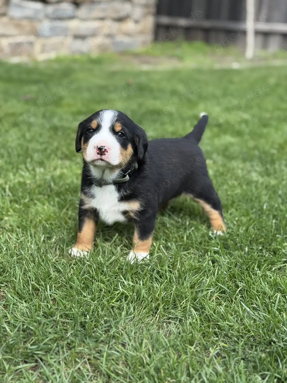 Appenzeller Sennenhunde Welpen Schweizer Appenzeller Sennenhunde Welpen Schweizer