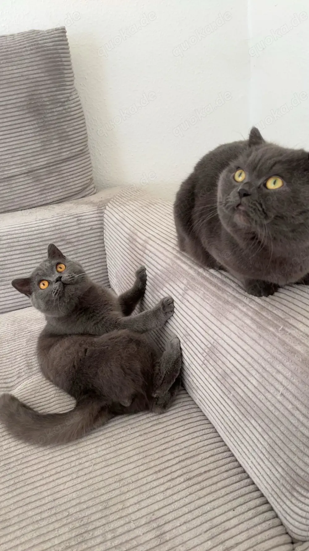 Zwei Britisch Kurzhaar Kater abzugeben   inkl. Zubehör 