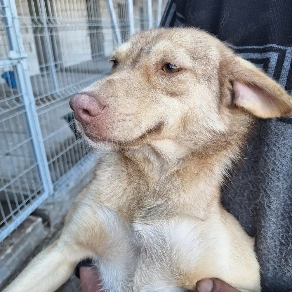 Hündin 884932 sucht ihre Menschen