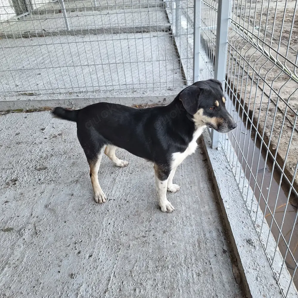 Hündin 884929 sucht ihr Zuhause