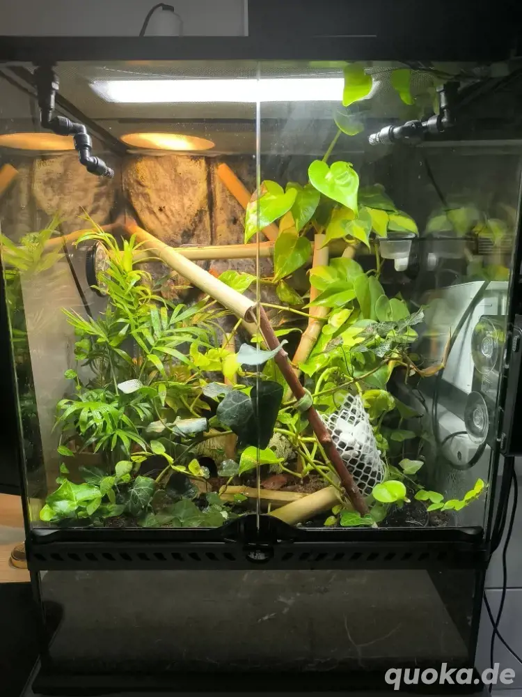 Lygodactylus Williamsi 1.0 Lygodactylus Williamsi 1.0