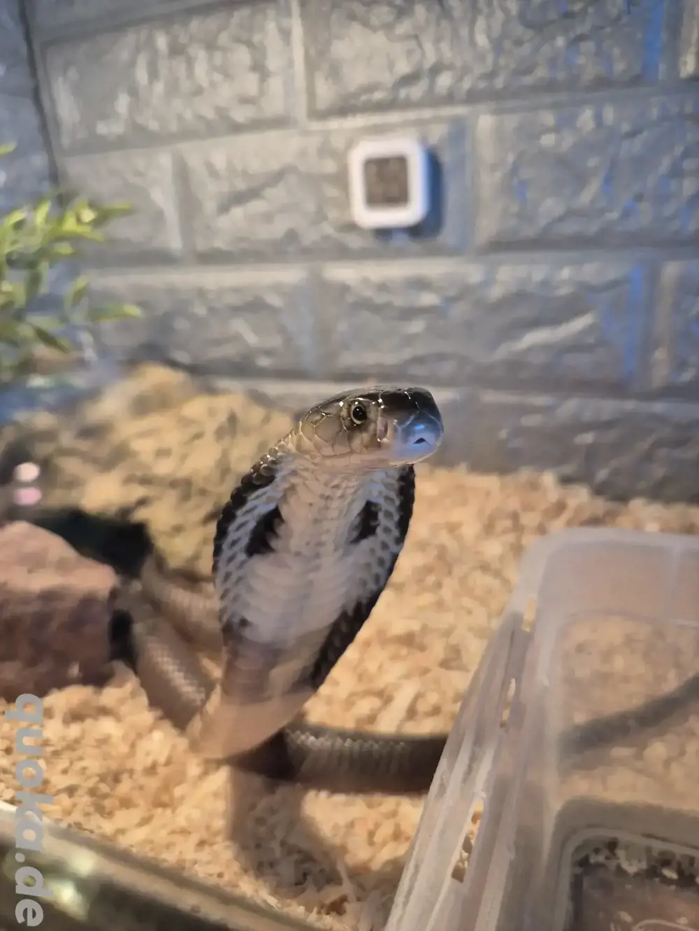 1.1 Monokelkobra 