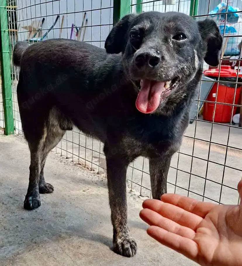 Sanfter, sensibler Rüde Alizio