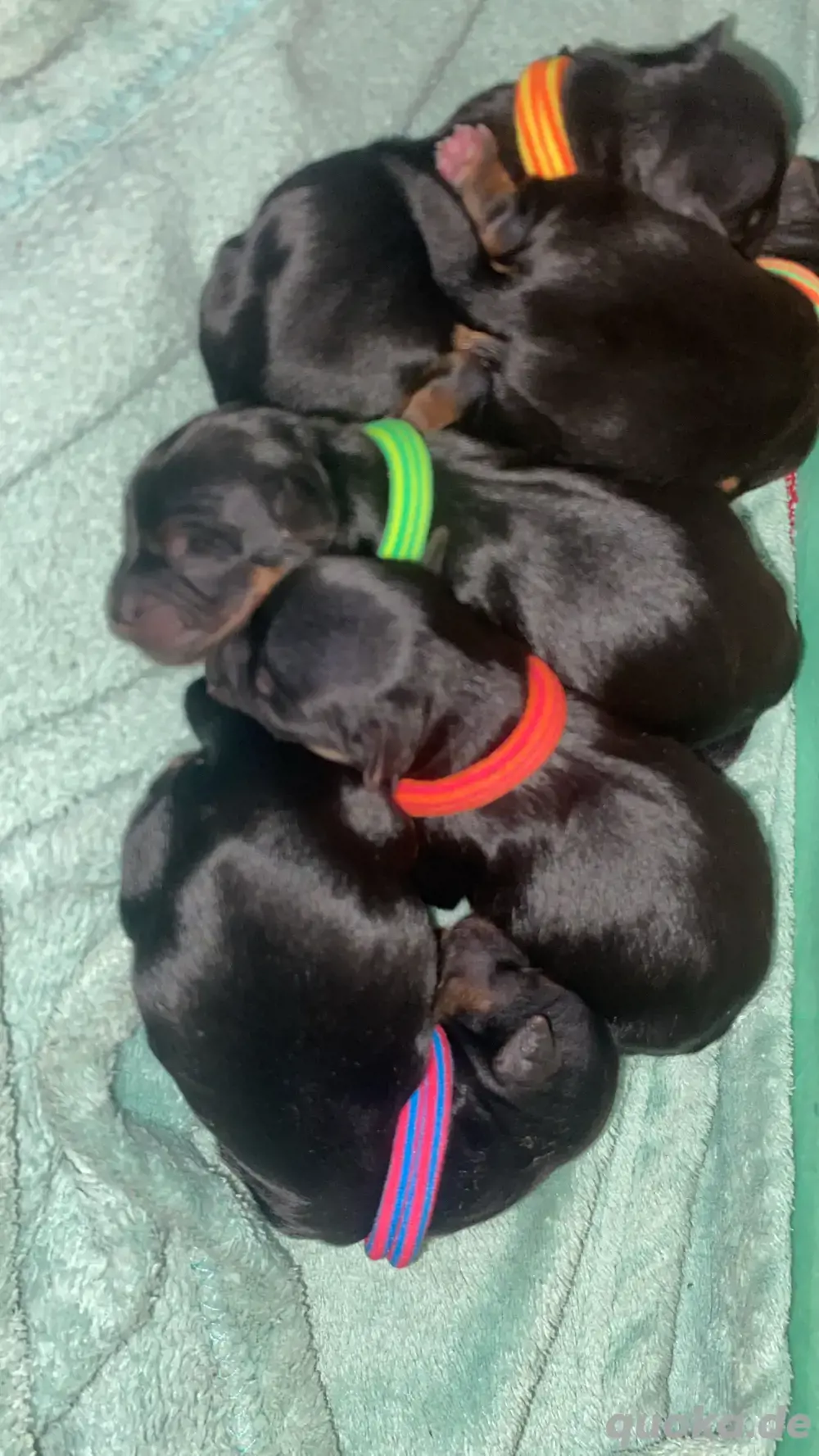 yorkshire terrier welpen