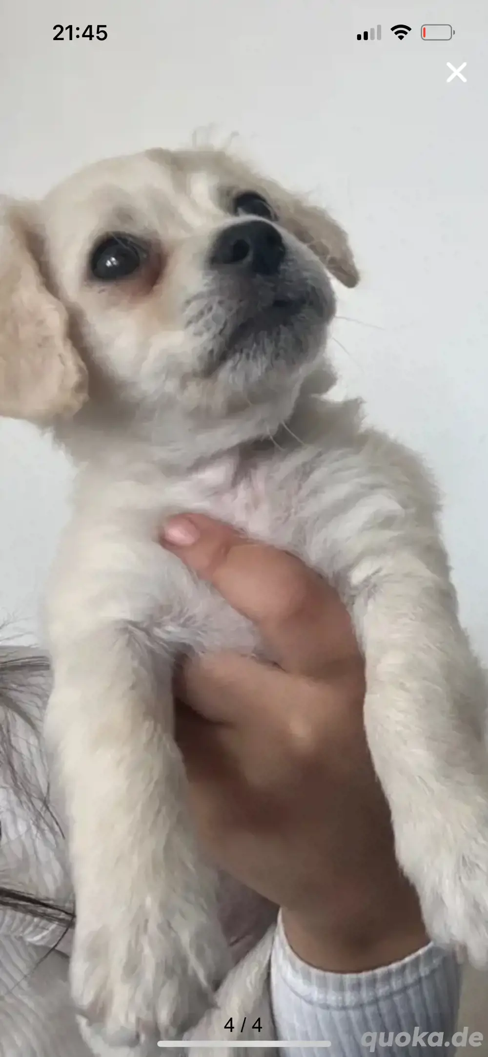 Malteser bichon mix welpin 