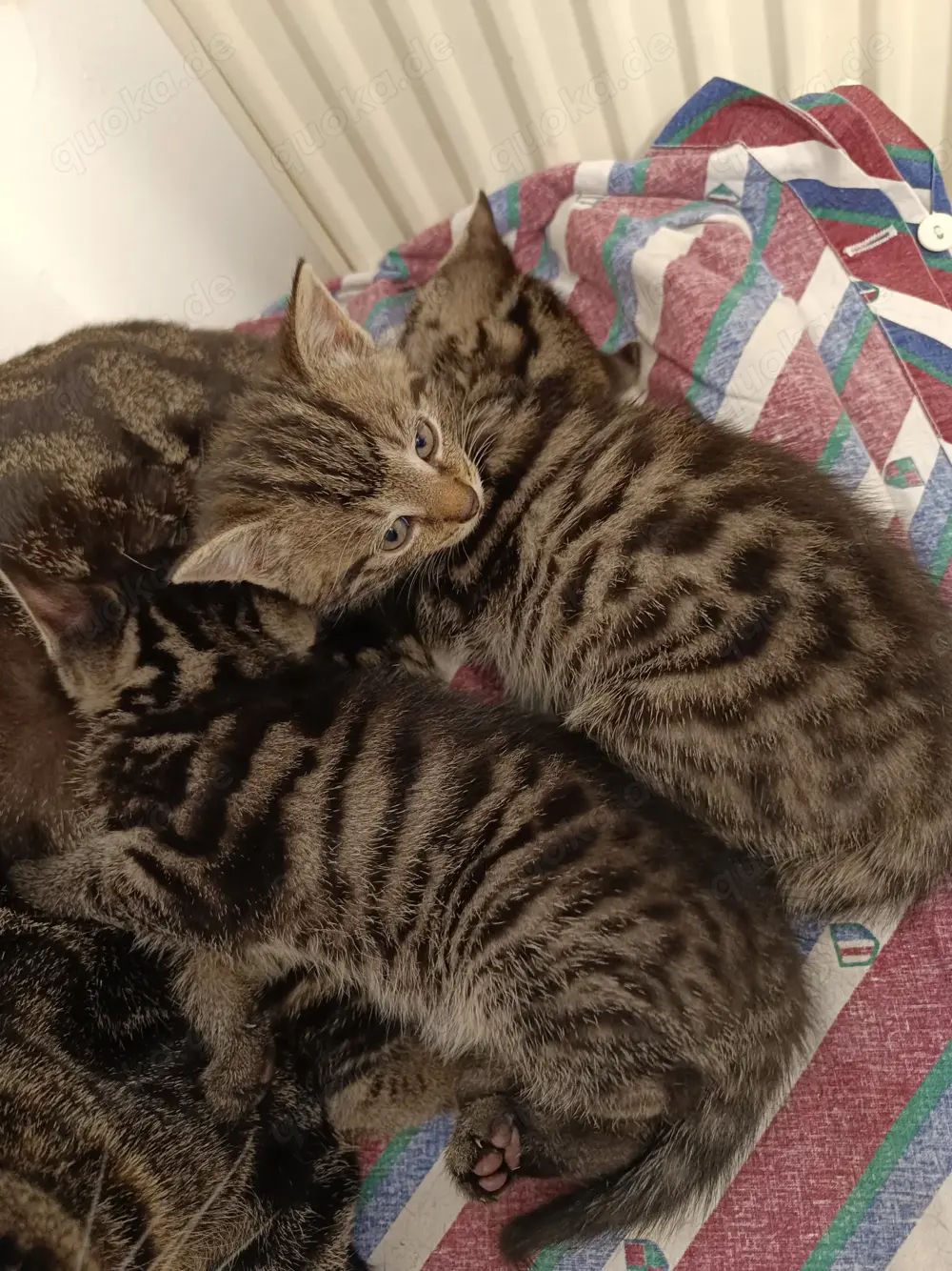  3 kleine Samtpfoten suchen ein neues Zu Hause 