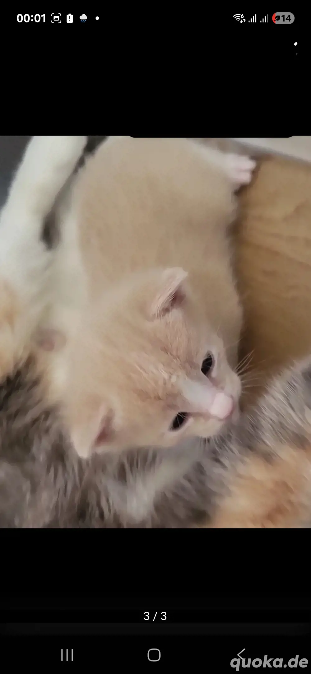 kitten zu verkaufen kitten zu verkaufen