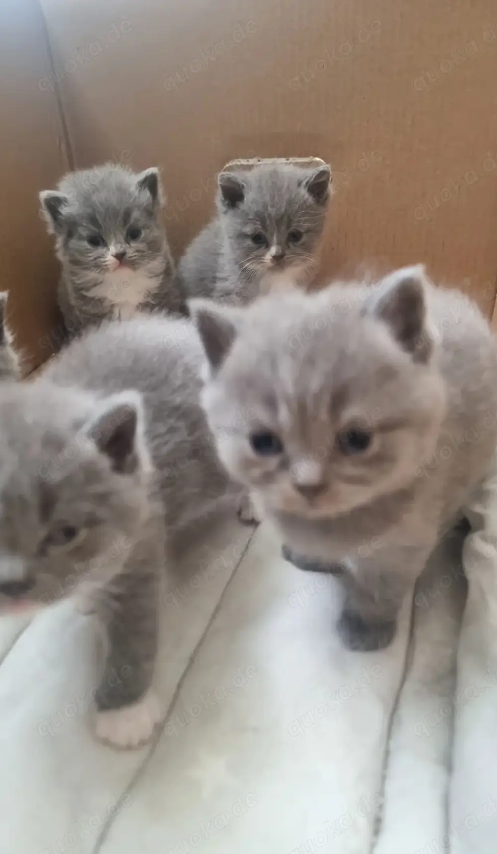 BKH-Kitten (British Kurzhaar)