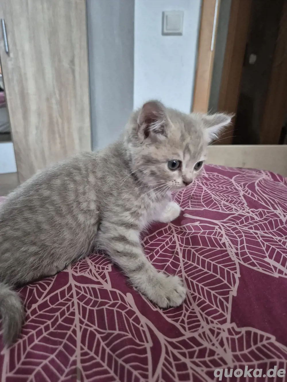 Bkh Kitten 3M 1K