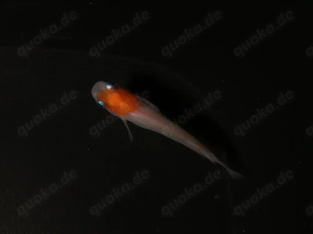 Medaka Kohaku - Reisfisch - Teich Fische - Outdoor - Miniteich