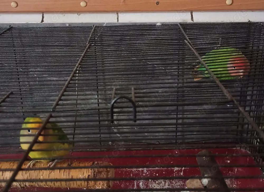 Verkaufe zwei Zwergpapagei    Dringend abzugeben 