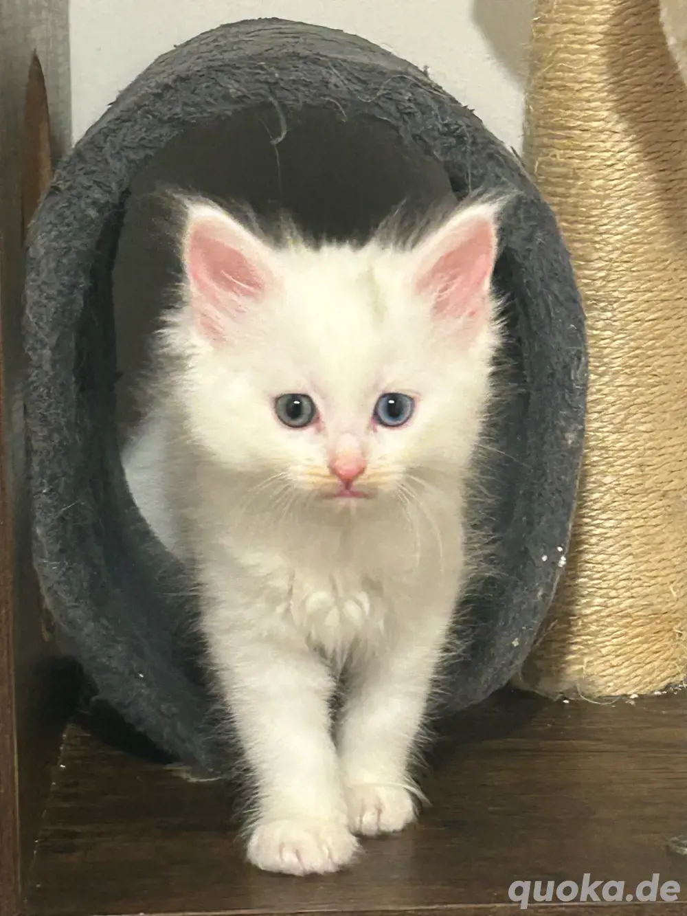 maine coon ragdoll katerchen 2 verschiedene augen maine coon ragdoll katerchen 2 verschiedene augen