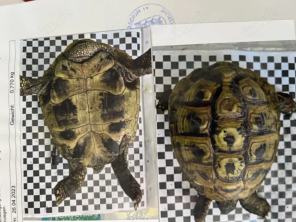 Landschildkröten mit Cites Papieren