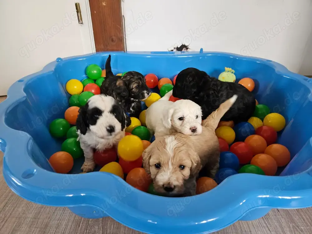Maltipoo Welpen - liebevoll aufgezogen und bestens sozialisiert 