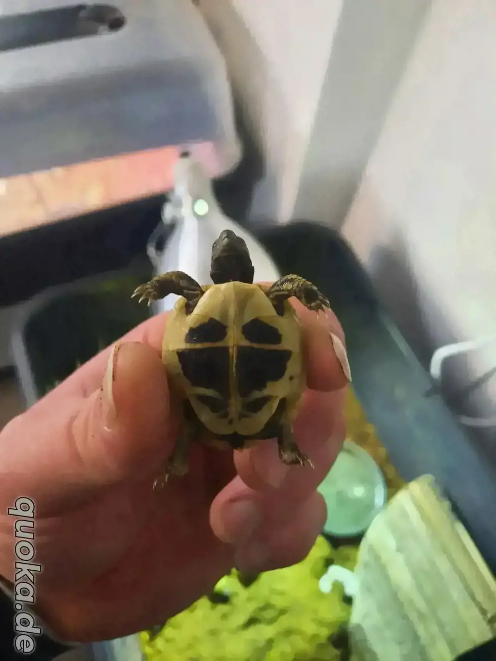 Schildkröten 