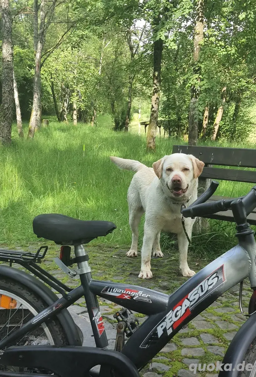 Deckrüde Labrador Retriever