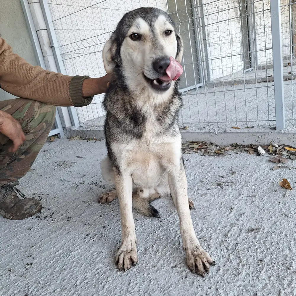 Rüde Malte stellt sich vor!