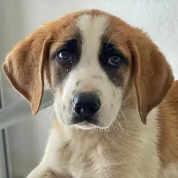 Pimock, geb. 03 2025, lebt in GRIECHENLAND, im städt. Tierheim Serres 