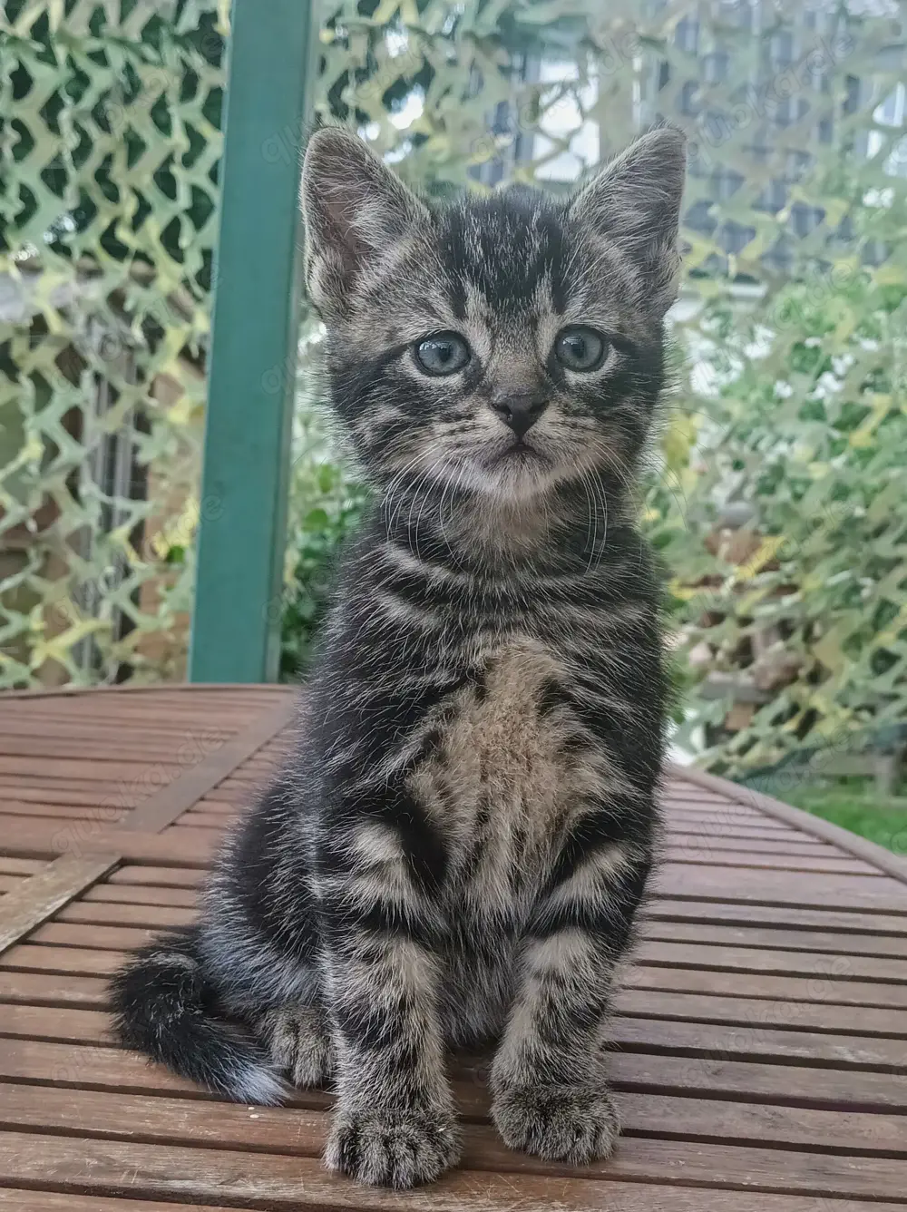 Süsse Kitten zu verkaufen 