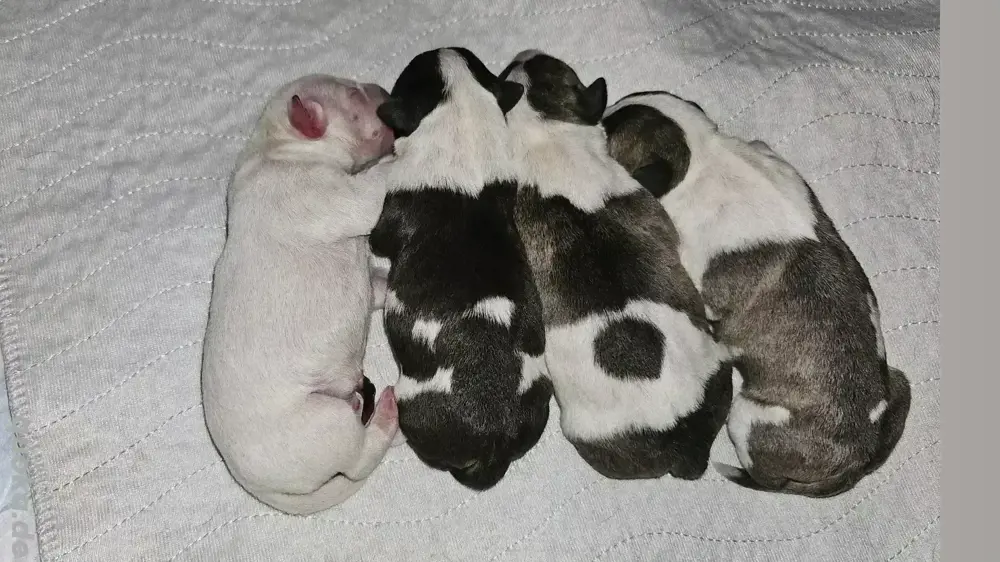 Miniatur Bullterrier Welpen